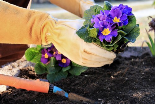 A person wearing gloves is planting a vibrant purple primrose with bright yellow centers into dark, well-turned soil in a cultivated garden bed. The flower is nestled close to the soil surface, and other similar plants are visible nearby. The garden area features a mix of soil and recent planting activity, with a small trowel lying on the ground in the foreground. The background hints at additional garden features, possibly including other plants or garden borders, but is out of focus. The scene appears to take place outdoors on a clear day, with natural light illuminating the rich textures of the soil and the vivid coloration of the flowers. This type of planting detail aligns with gardening services offered by Lawn Mowing Highbury, supporting healthy, vibrant garden growth within residential or community outdoor spaces in Highbury or surrounding areas.
