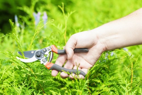 Operative trimming a hedge beside a Victorian terrace in Highbury